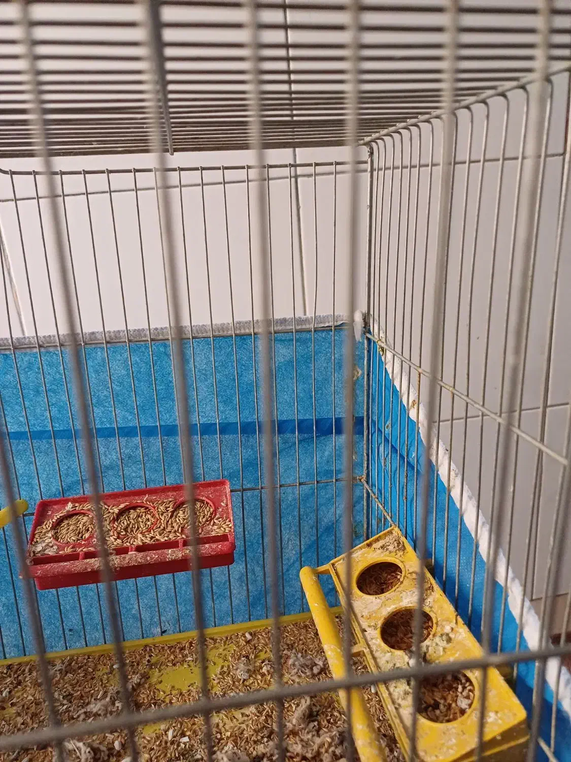 ۲جفت.قناری.برای فروش|پرنده|اصفهان, ارداجی|دیوار