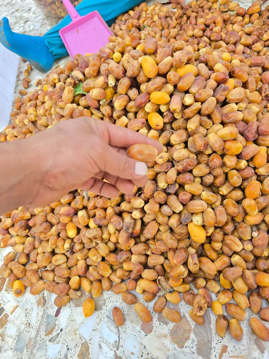 قصب زاهدی|خوردنی و آشامیدنی|بوشکان, |دیوار