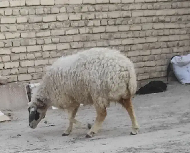 گوسفند|حیوانات مزرعه|سراوان, |دیوار