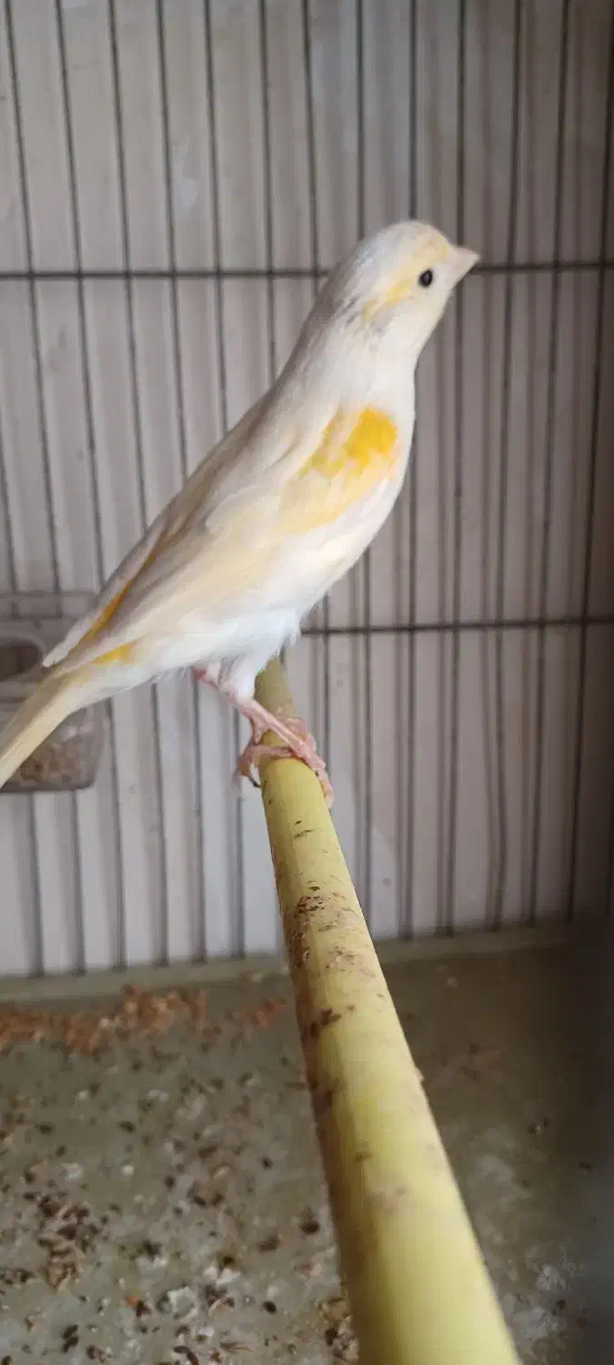 قناری موزاییکی جوان|پرنده|اردبیل, |دیوار