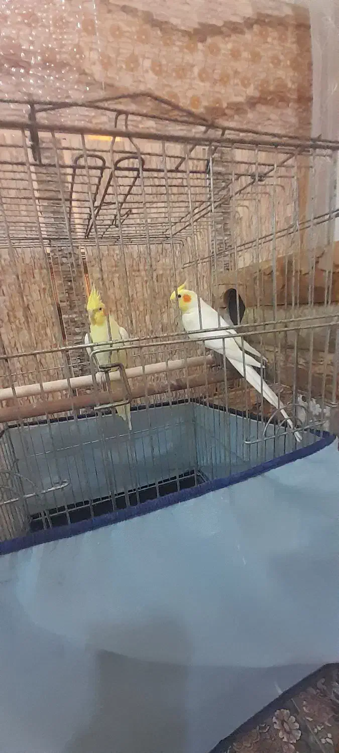 عروس هندی مولد|پرنده|بند زرک, |دیوار