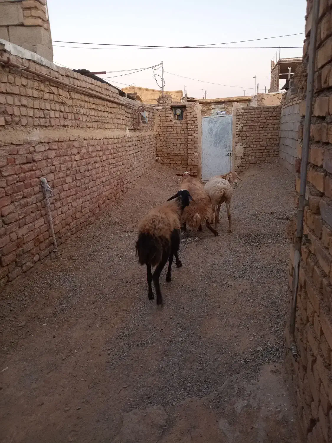 3عددمیش ابستن مایه دار|حیوانات مزرعه|شهرآباد, |دیوار