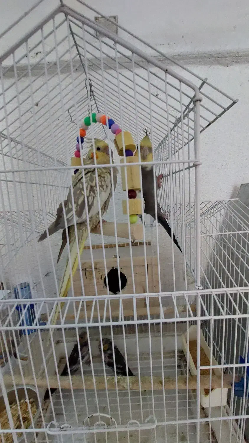 فروش جفت عروس بسیار آنتیک و کشیده|پرنده|رشت, اسماعیل آباد|دیوار