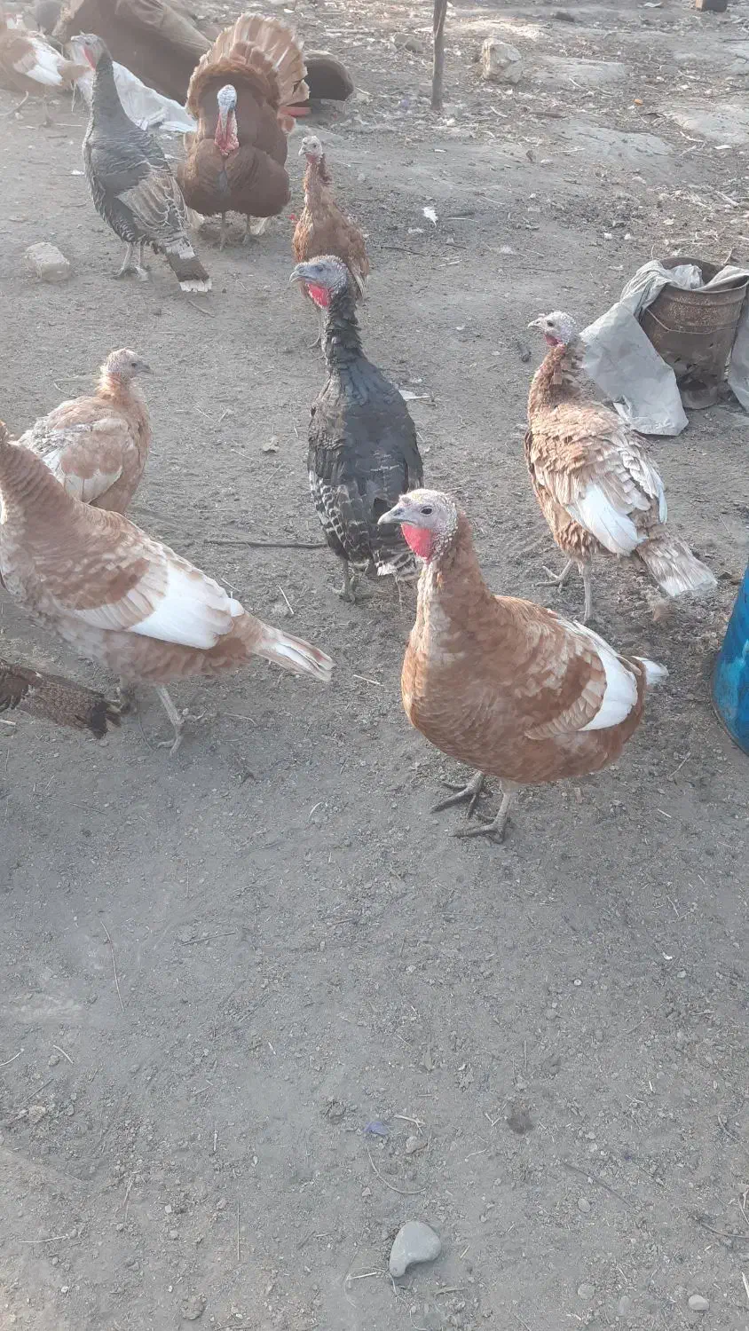 بوقلمون نر وماده|حیوانات مزرعه|مشهد, شهرک امام هادی (شهرک غرب)|دیوار