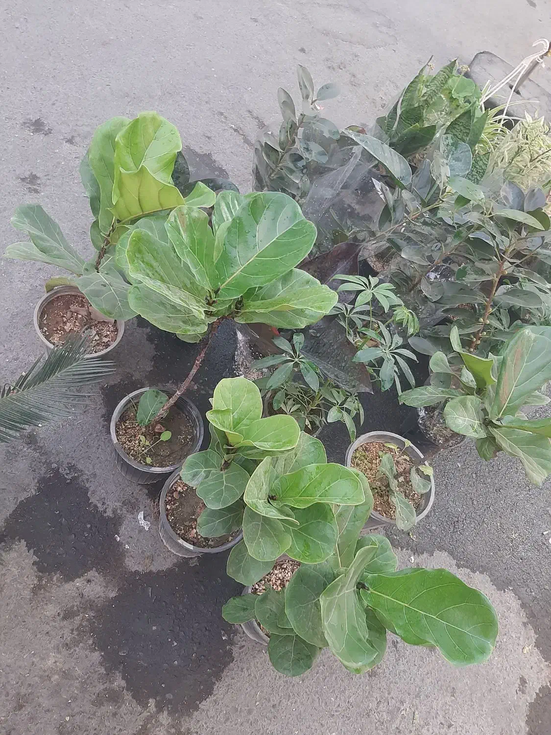 انواع گل آپارتمانی فقط ۱۰۰تومن|گل و گیاه طبیعی|نسیمشهر, |دیوار