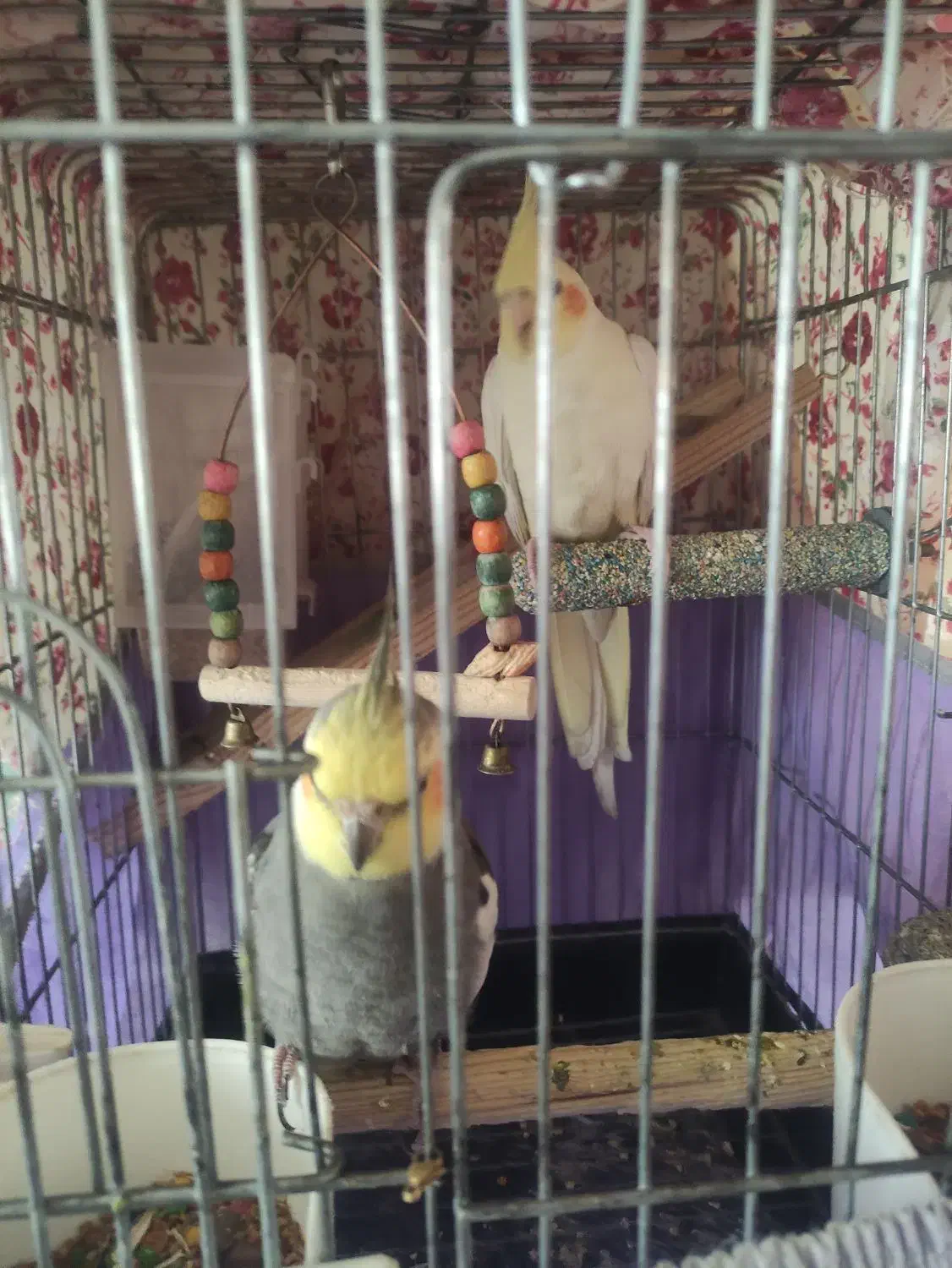 فروشی|پرنده|قزوین, |دیوار