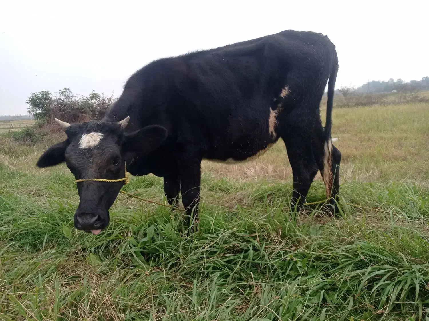 تلیسه هولشتاین|حیوانات مزرعه|گوراب زرمیخ, |دیوار