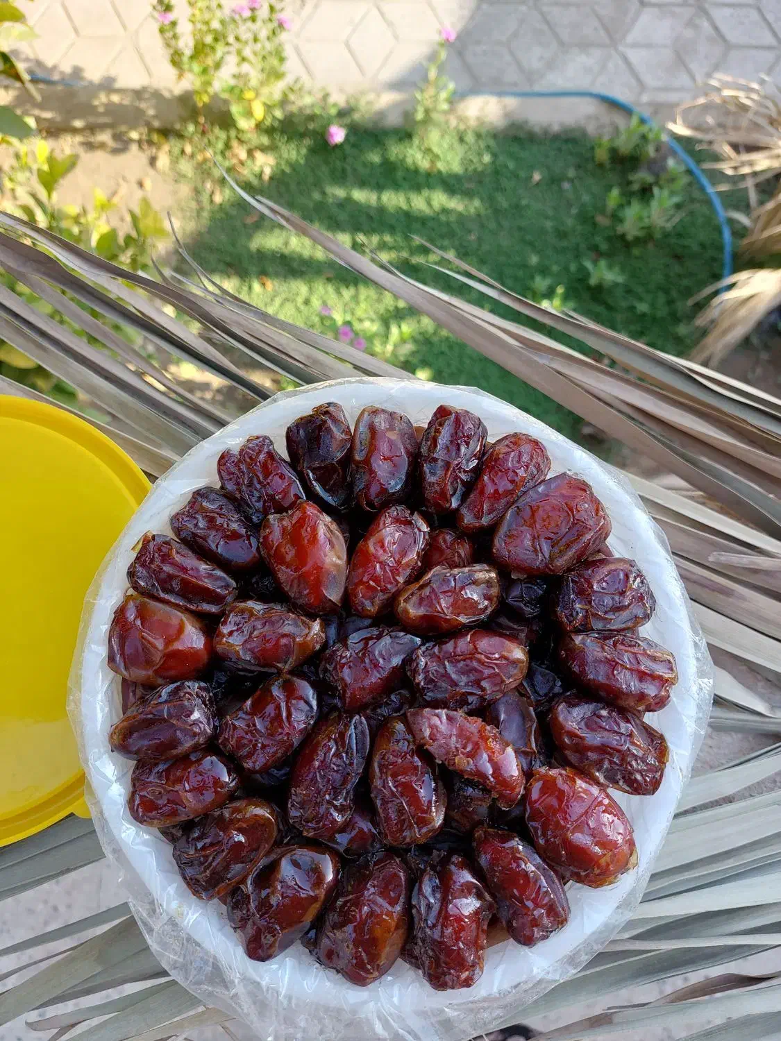 خرما کبکاب دستچین شده دشتستان|خوردنی و آشامیدنی|تهران, زعفرانیه|دیوار