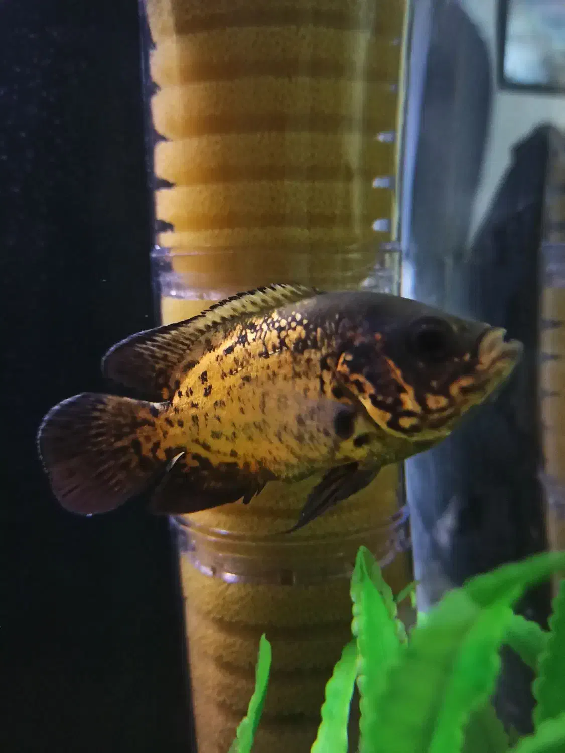 ماهی اسکار مسی|ماهی|فردیس, شهرک هفده شهریور|دیوار