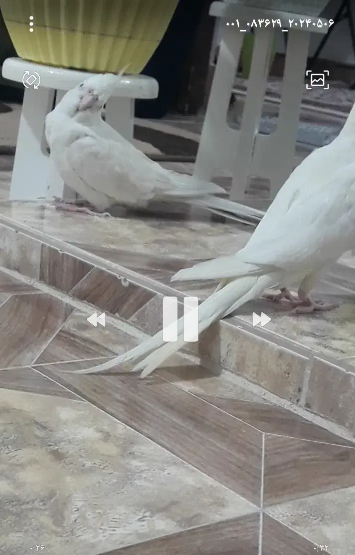 عروس هلندی نر و ماده،بسیار زیبا،باهوش و سخنگو|پرنده|فومن, |دیوار