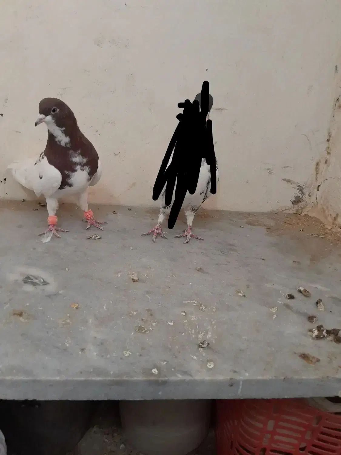 ساده افشون|پرنده|سبزوار, قصبه شرقی|دیوار