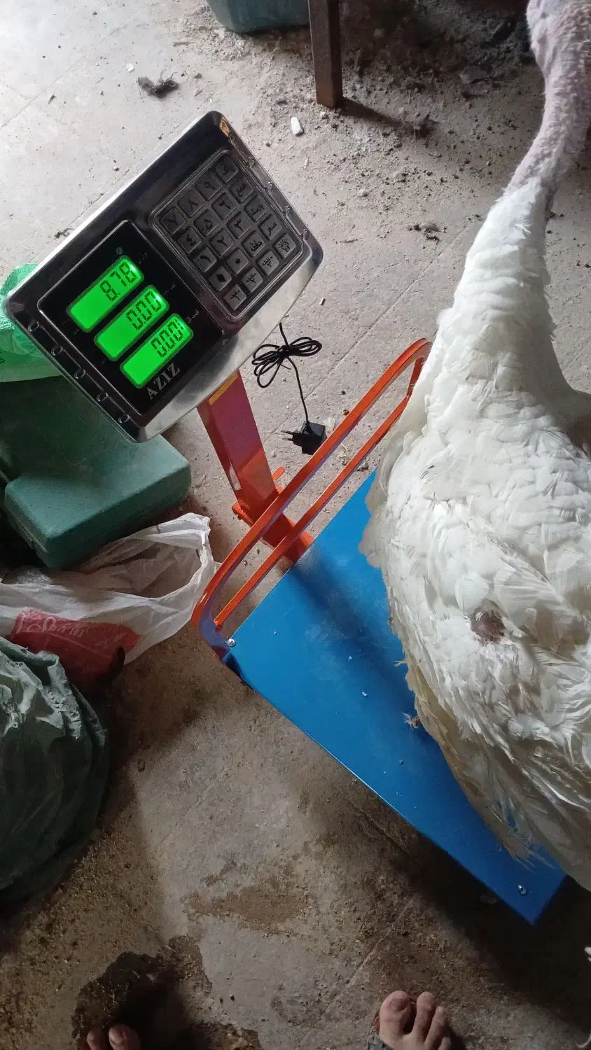 بوقلمون بیوتی سلام و بسیار ارگانیک|حیوانات مزرعه|ساوه, |دیوار