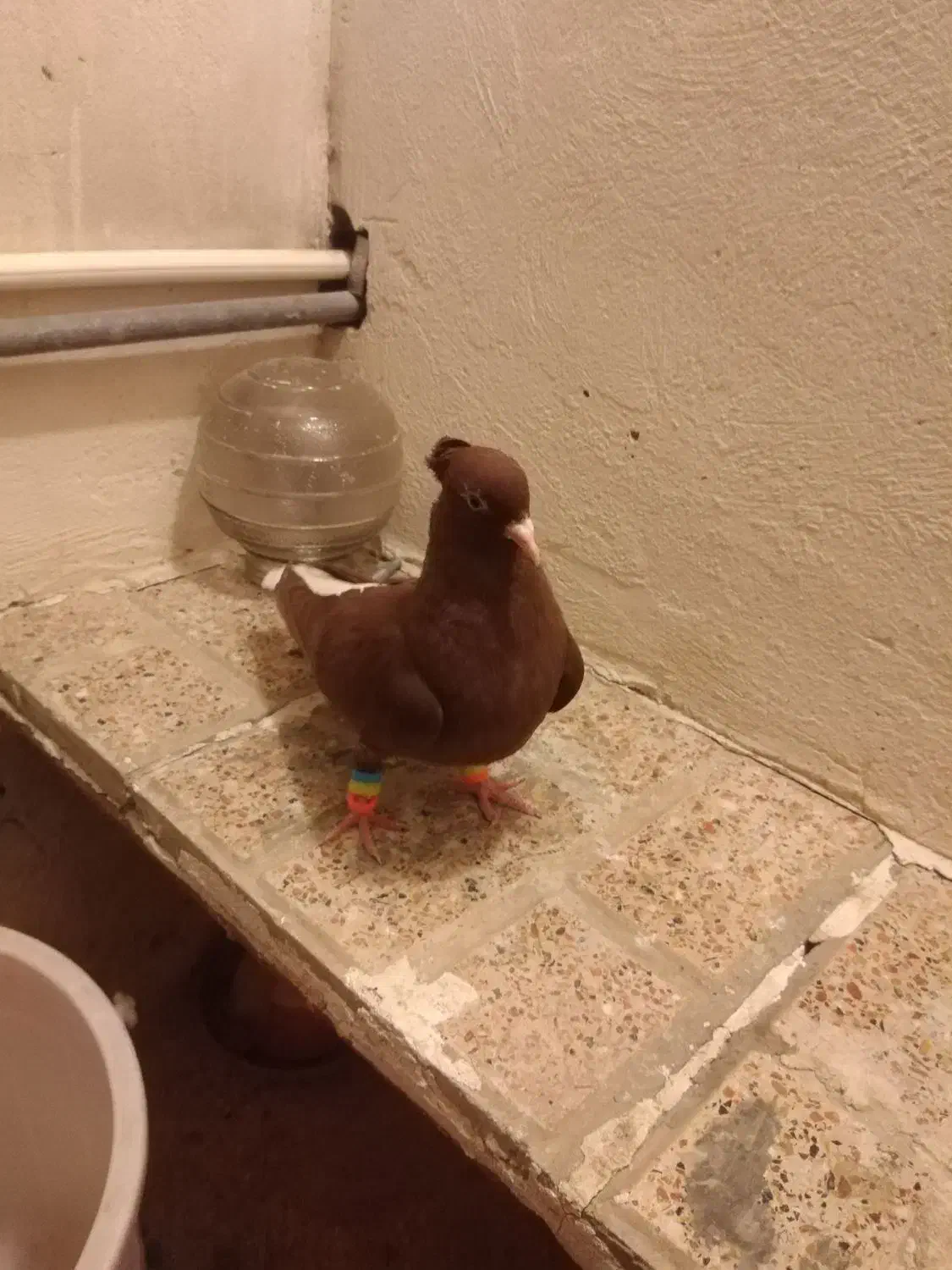 پرنده|پرنده|مشهد, مقدم|دیوار