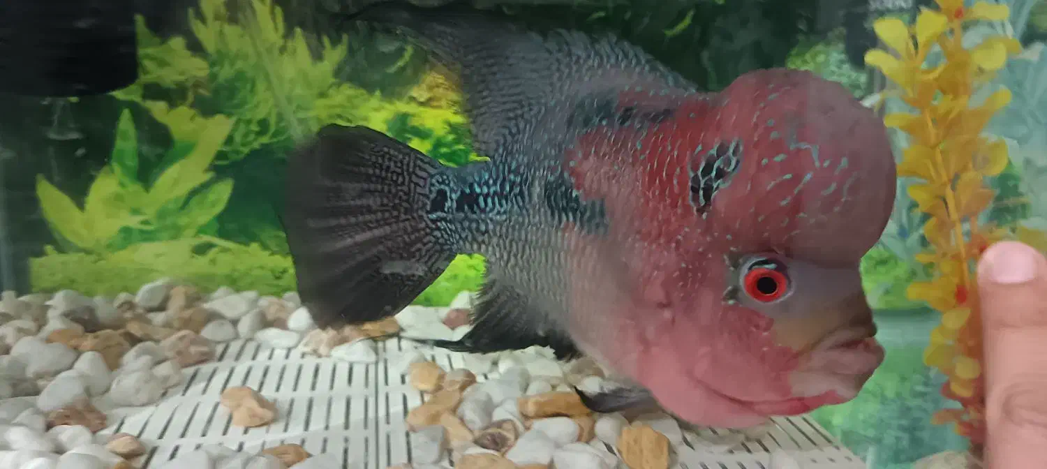 فلاور|ماهی|قم, تولید دارو و یخچال|دیوار