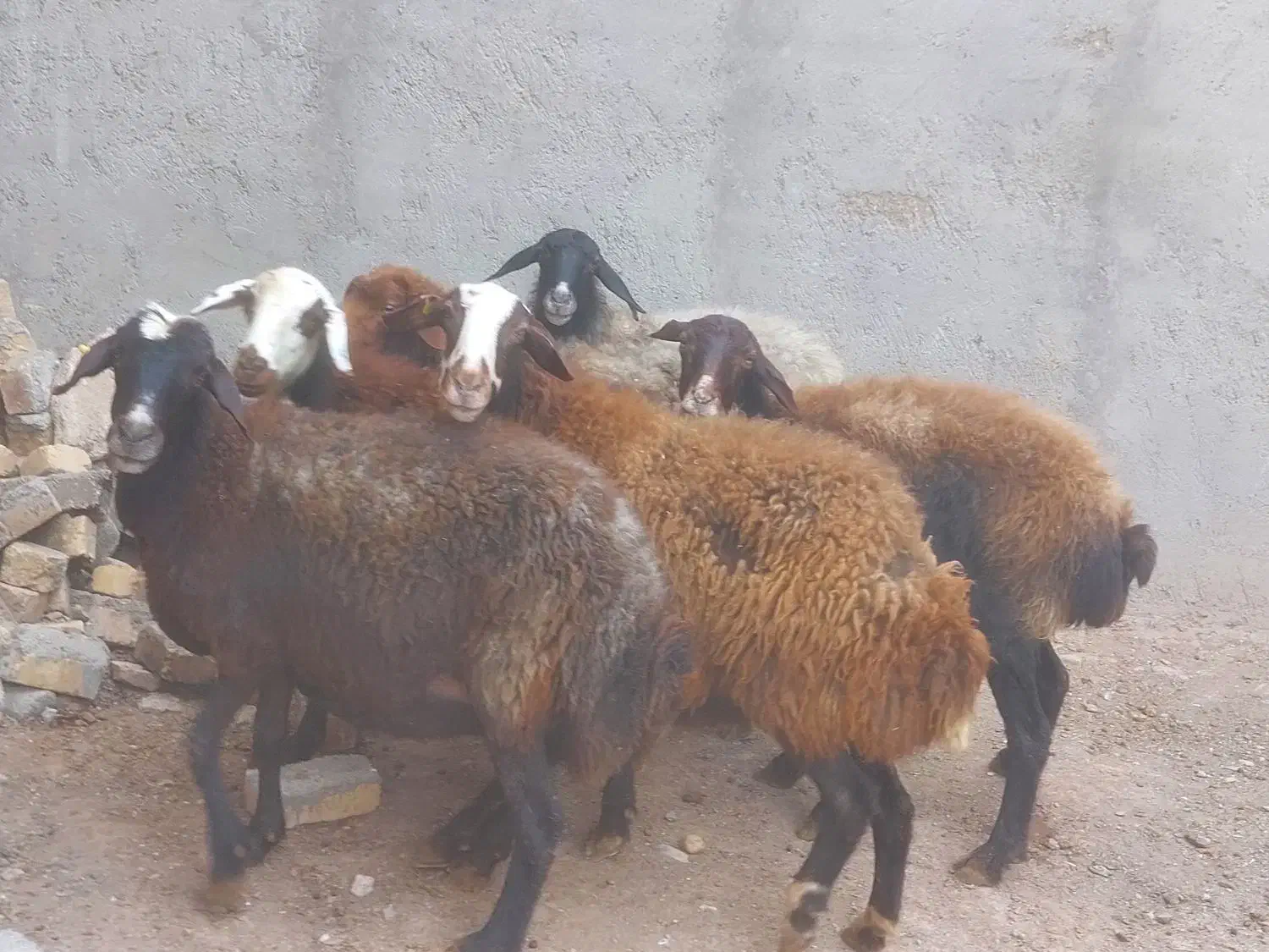 ۳۰راس گوسفند جوان گوشت خالص|حیوانات مزرعه|قزوین, |دیوار