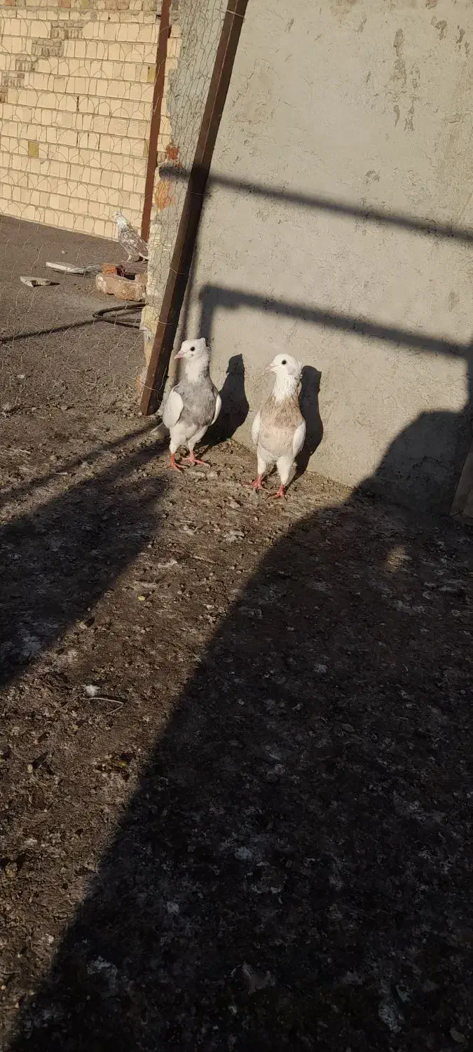 فروشی|پرنده|اردبیل, |دیوار