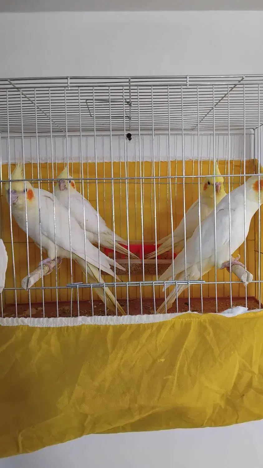 عروس هلندی بادوجوجه|پرنده|سلماس, |دیوار