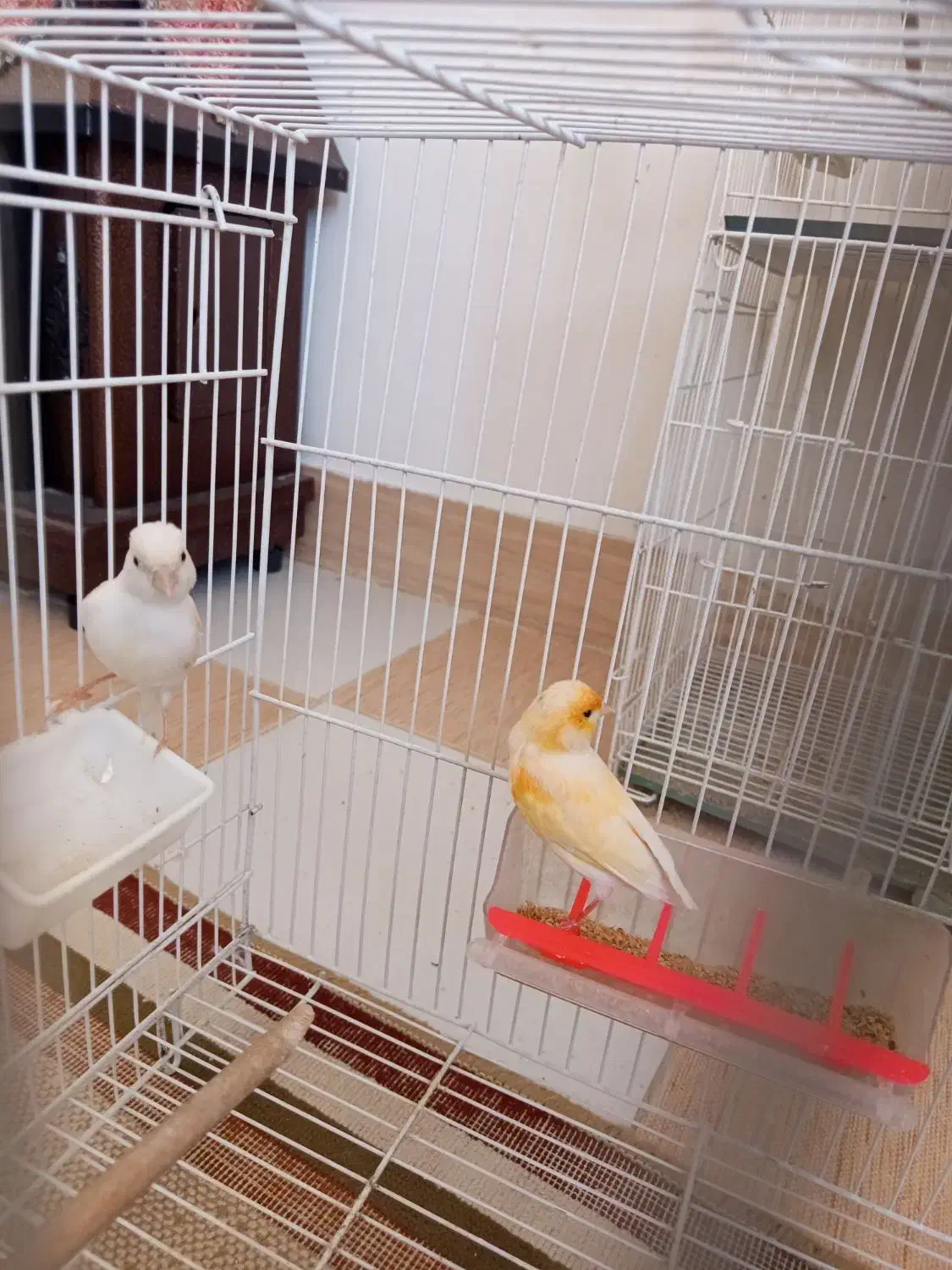 قناری|پرنده|گناباد, |دیوار