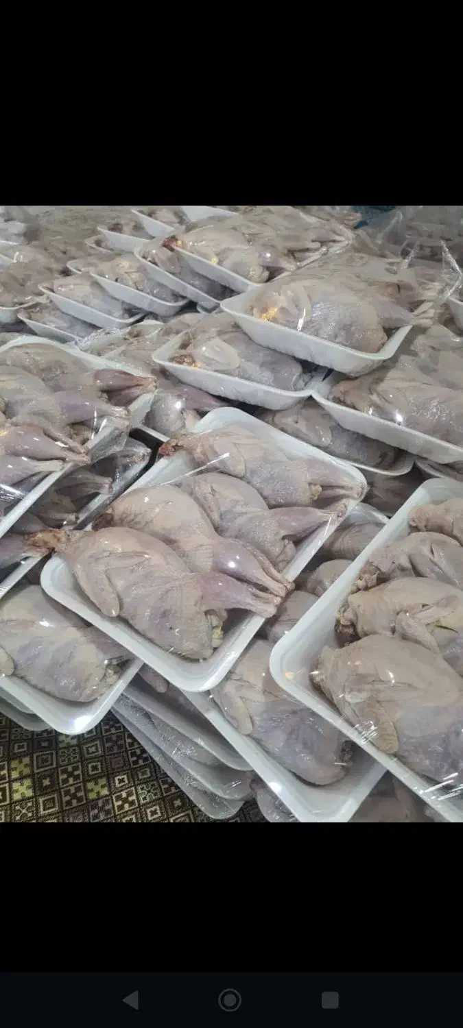 بلدرچین گرم تازه قیمت مناسب از پنجشنبه|حیوانات مزرعه|لیکک, |دیوار