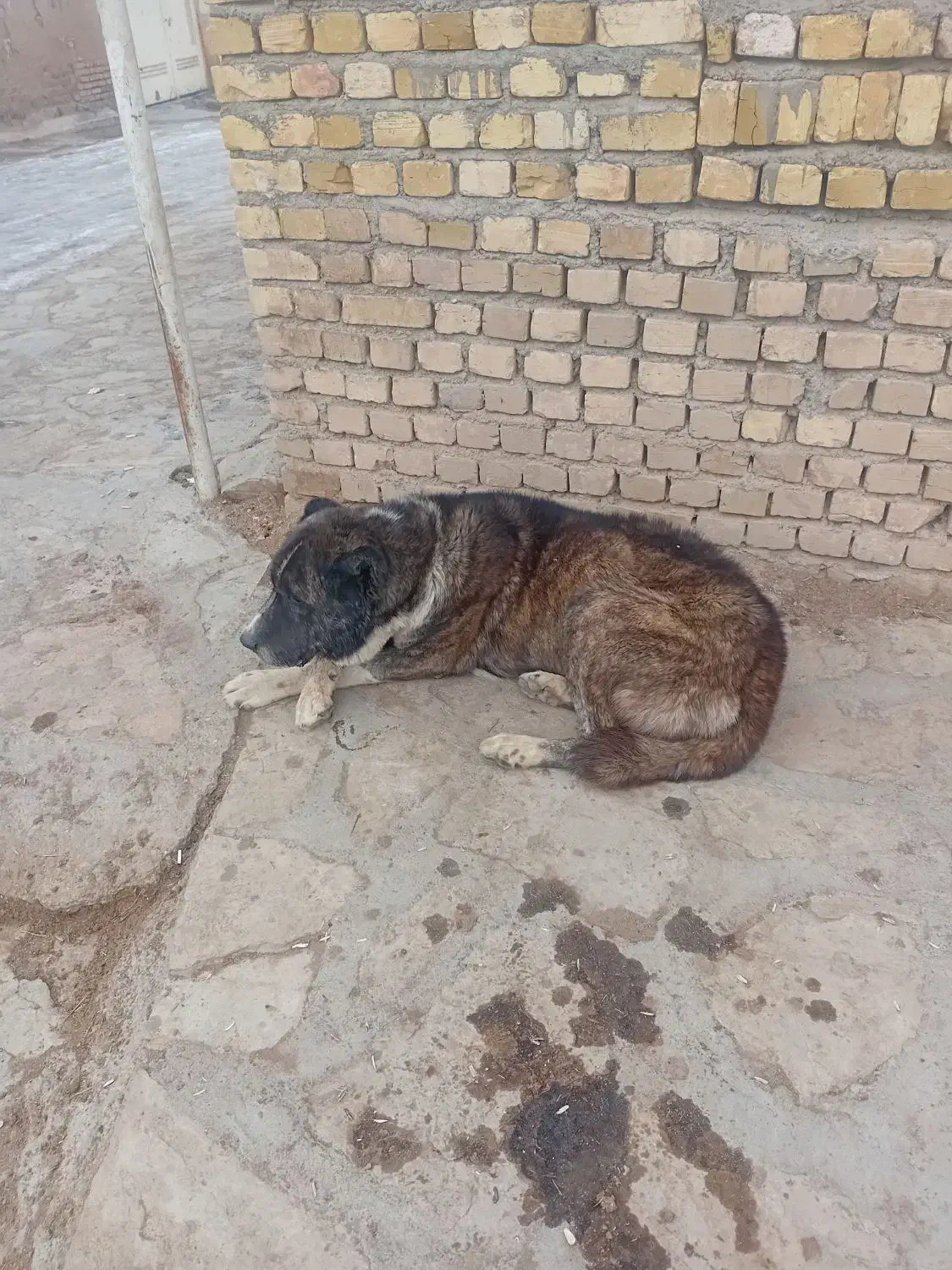 سگ گله|سگ|خرمدشت, |دیوار