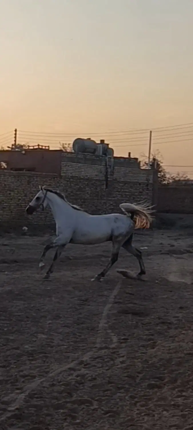 اسب|اسب و تجهیزات اسب‌سواری|کاشان, بهشتی|دیوار