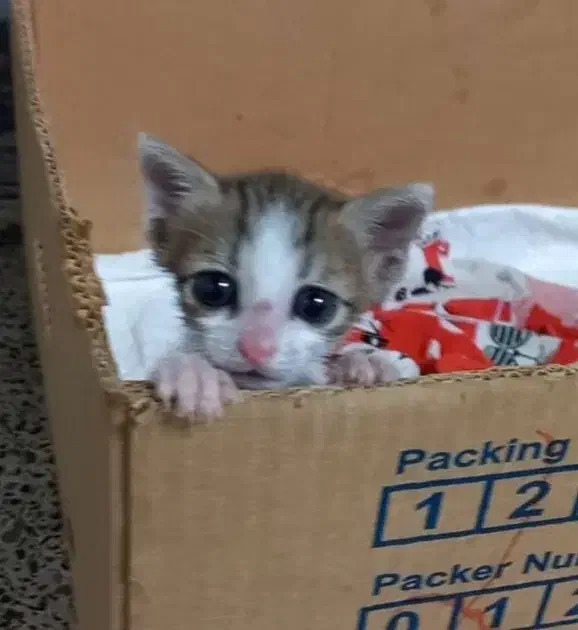 واگذاری بچه گربه|گربه|اهواز, حصیرآباد|دیوار