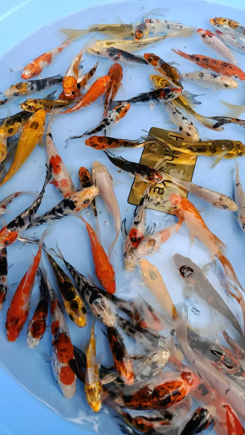 کوی چرم باله|ماهی|سنگر, |دیوار