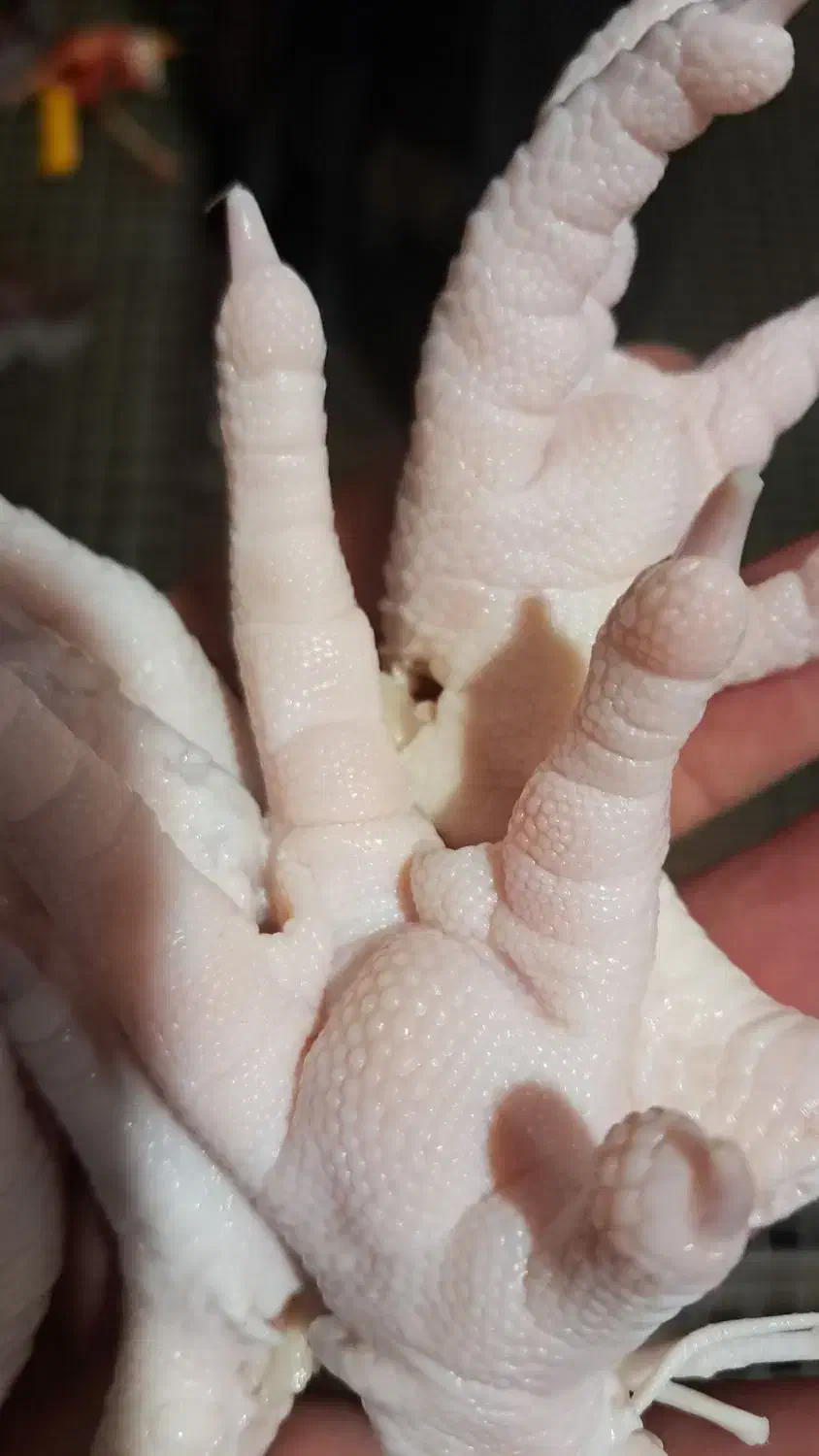 ضایعات پای مرغ|لوازم جانبی حیوانات|شلمان, |دیوار