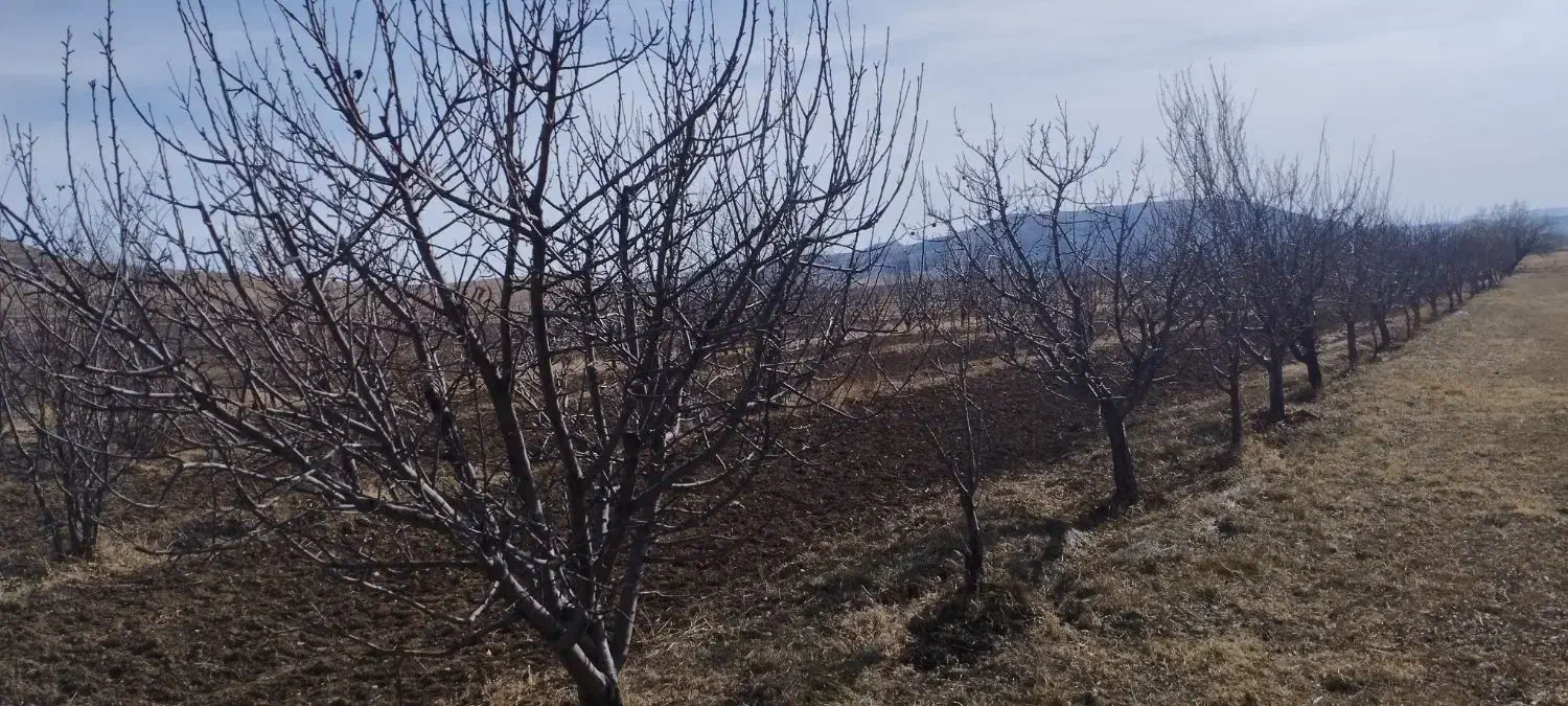 باغ سیب|فروش زمین و ملک کلنگی|میاندوآب, |دیوار