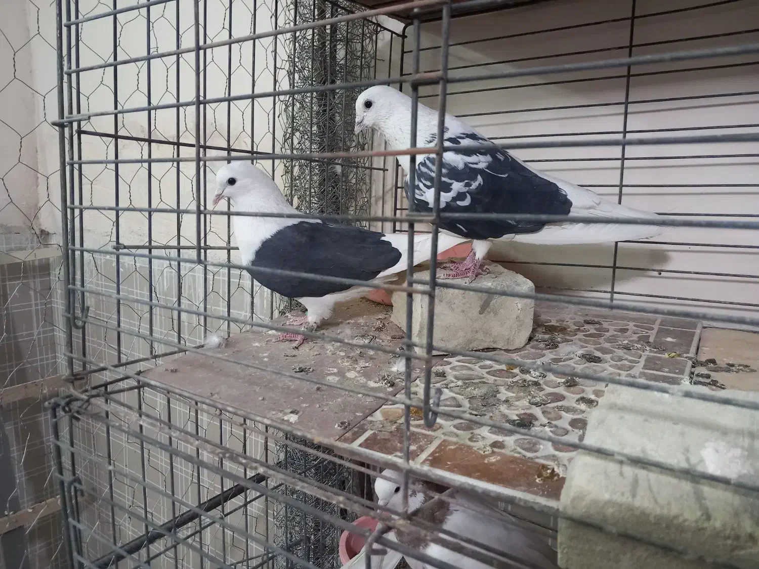 کفتر عروس هلندی کوتوله مرغ عشق فنج|پرنده|یزد, |دیوار