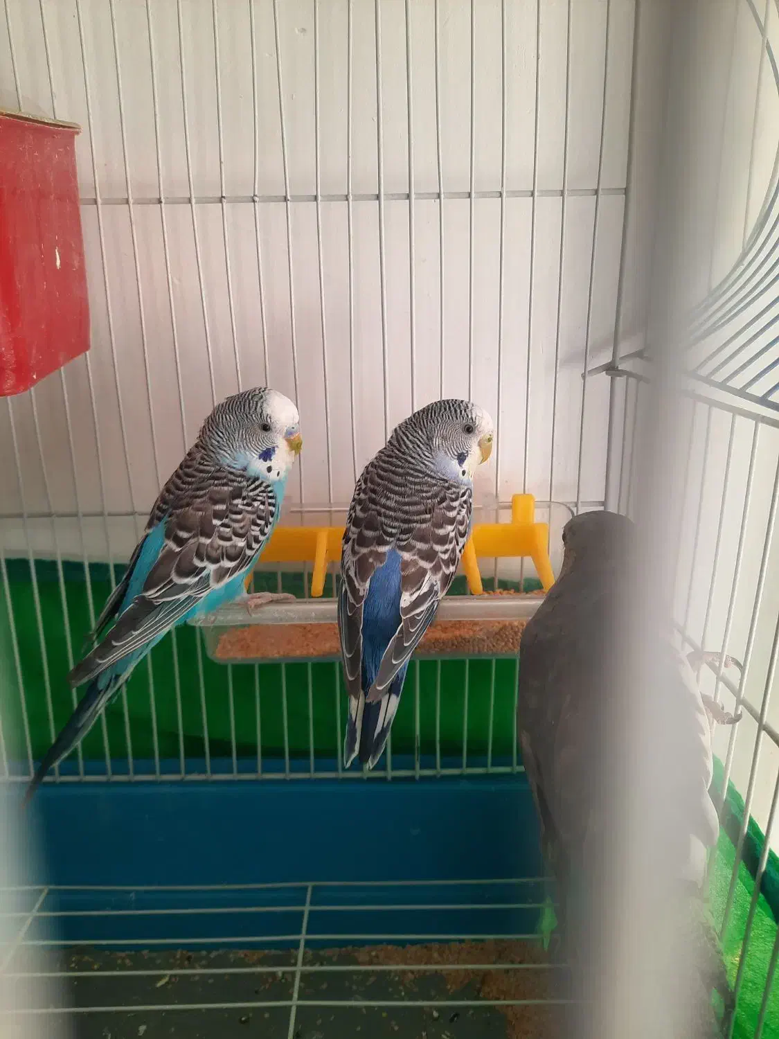 مرغ عشق و عروس هلندی|پرنده|بروجرد, |دیوار