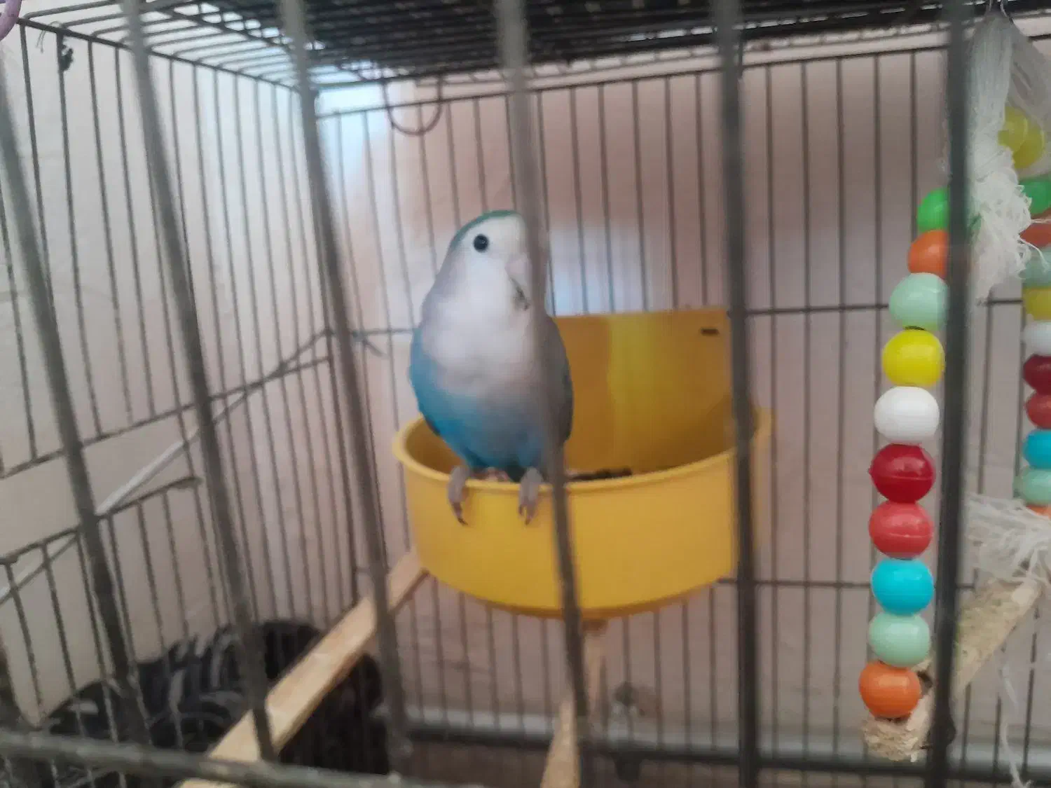 یک طوطی برزیلی بالغ|پرنده|شاهین دژ, |دیوار