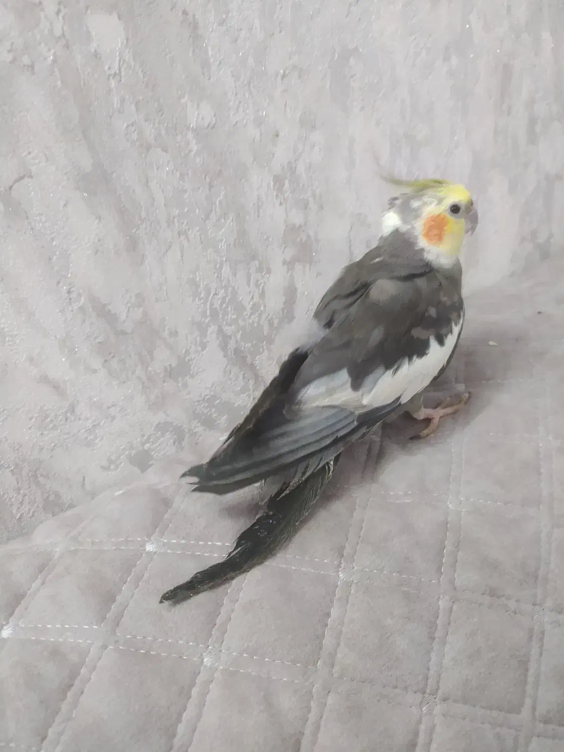 عروس هلندی سیامون|پرنده|رضویه, |دیوار