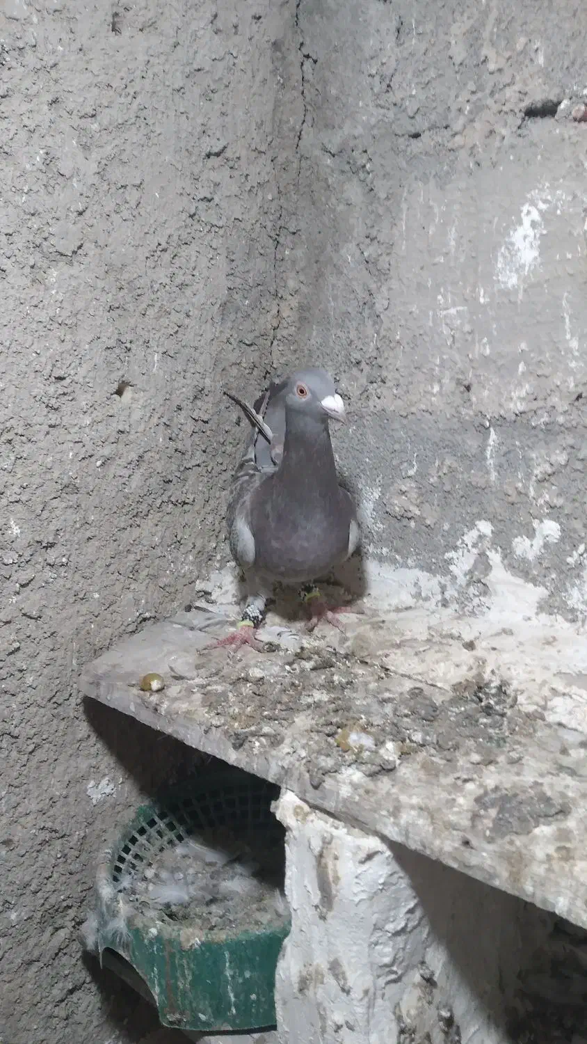 ۵۰۰|پرنده|شیروان (خراسان), |دیوار