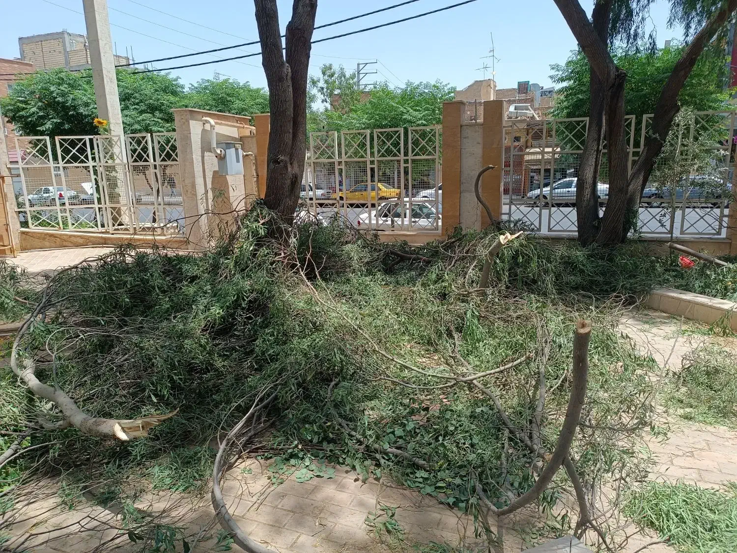 باغبانی|خدمات باغبانی و درختکاری|قم, هنرستان|دیوار