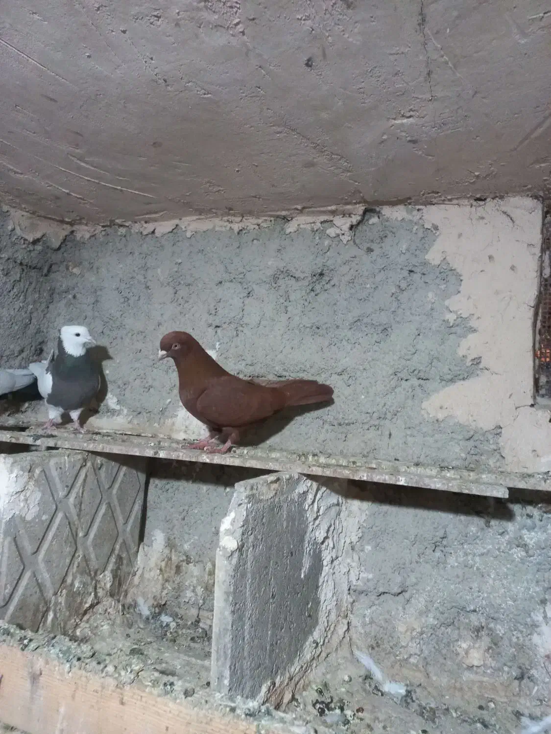 کبوتر|پرنده|همدان, |دیوار