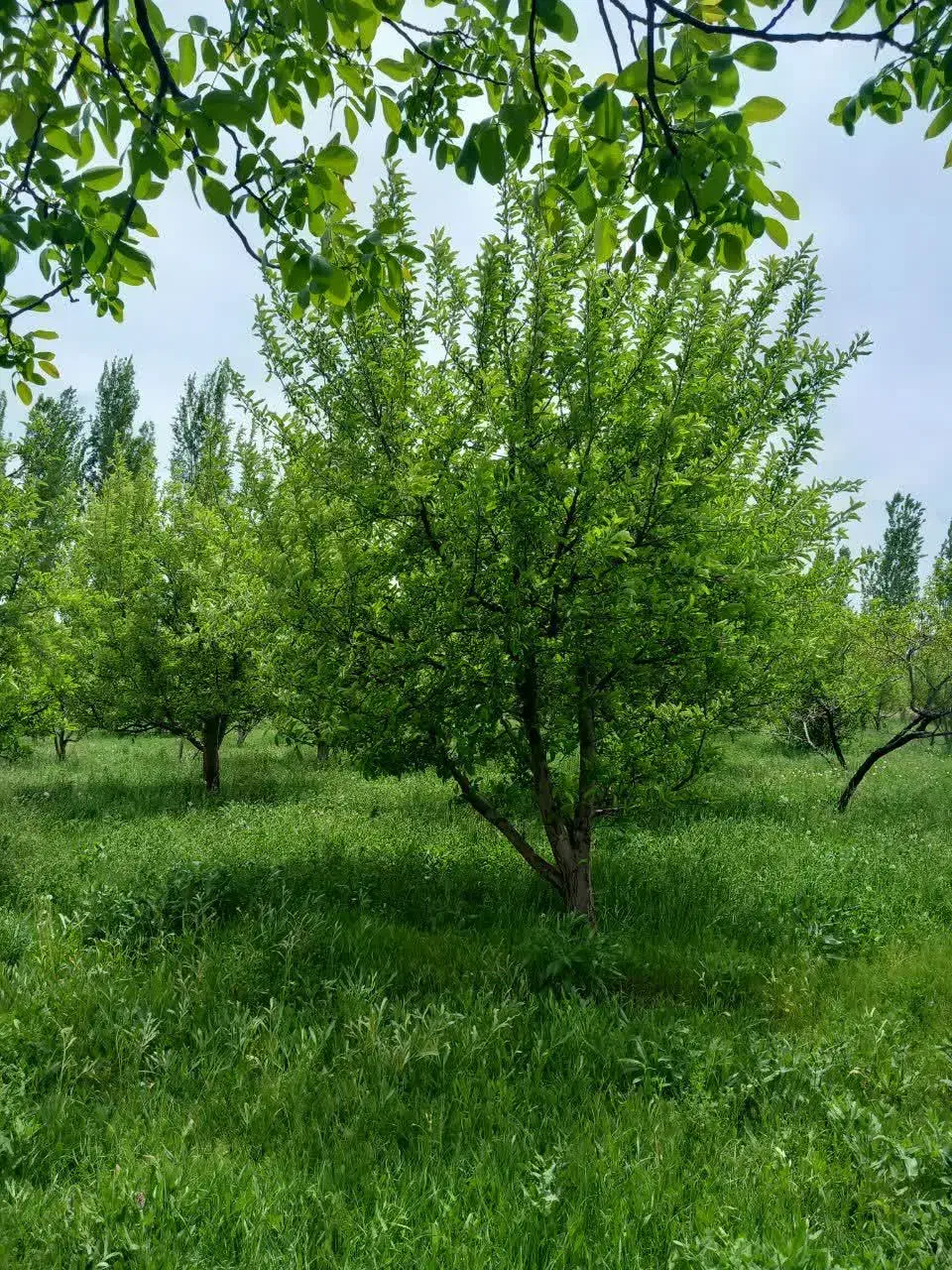 ۳۰۰۰هزار متر مربع باغ|فروش زمین و ملک کلنگی|سلماس, |دیوار