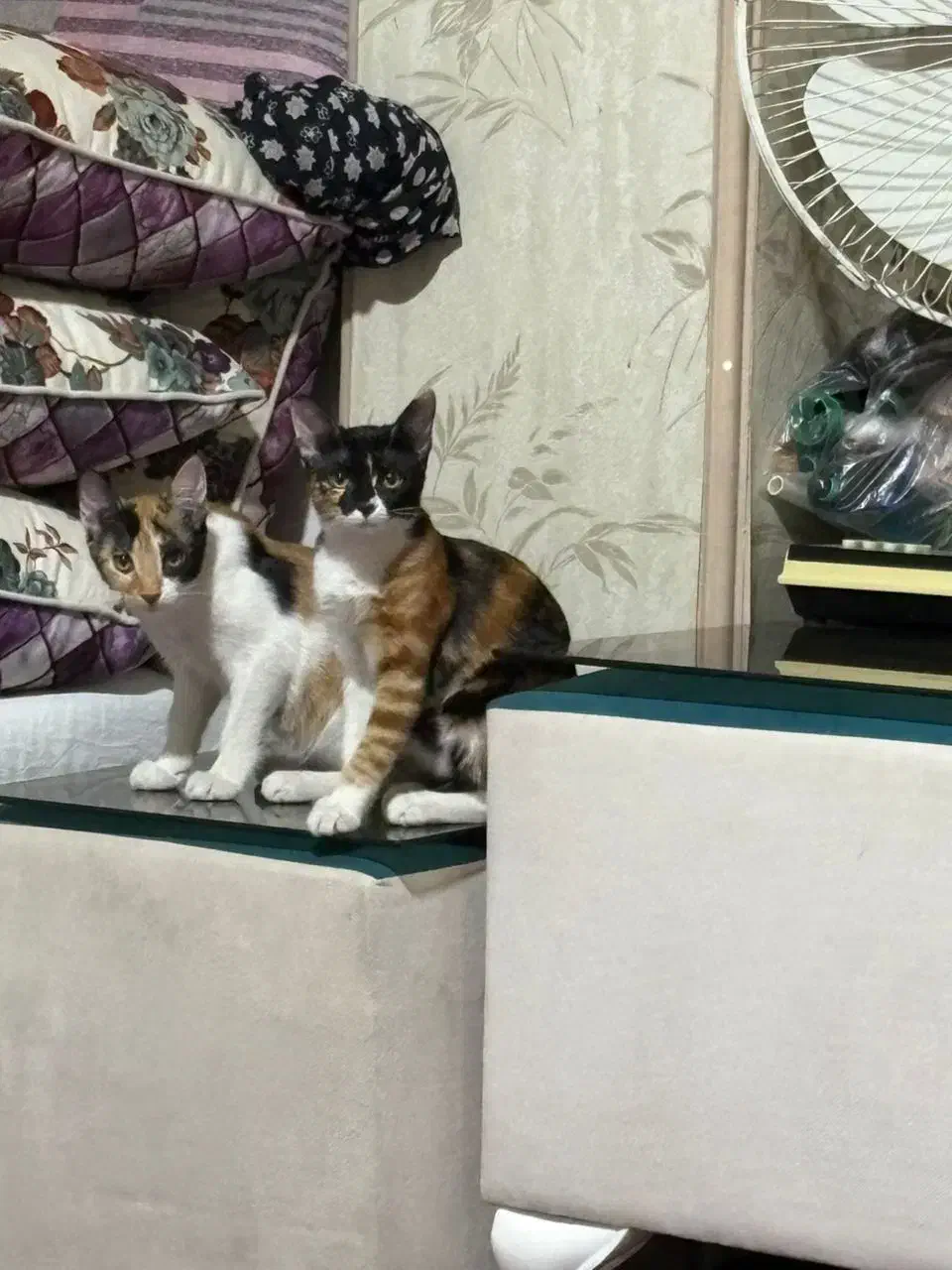 واگذاری گربه کالیکو ماده|گربه|تهران, افسریه شمالی|دیوار