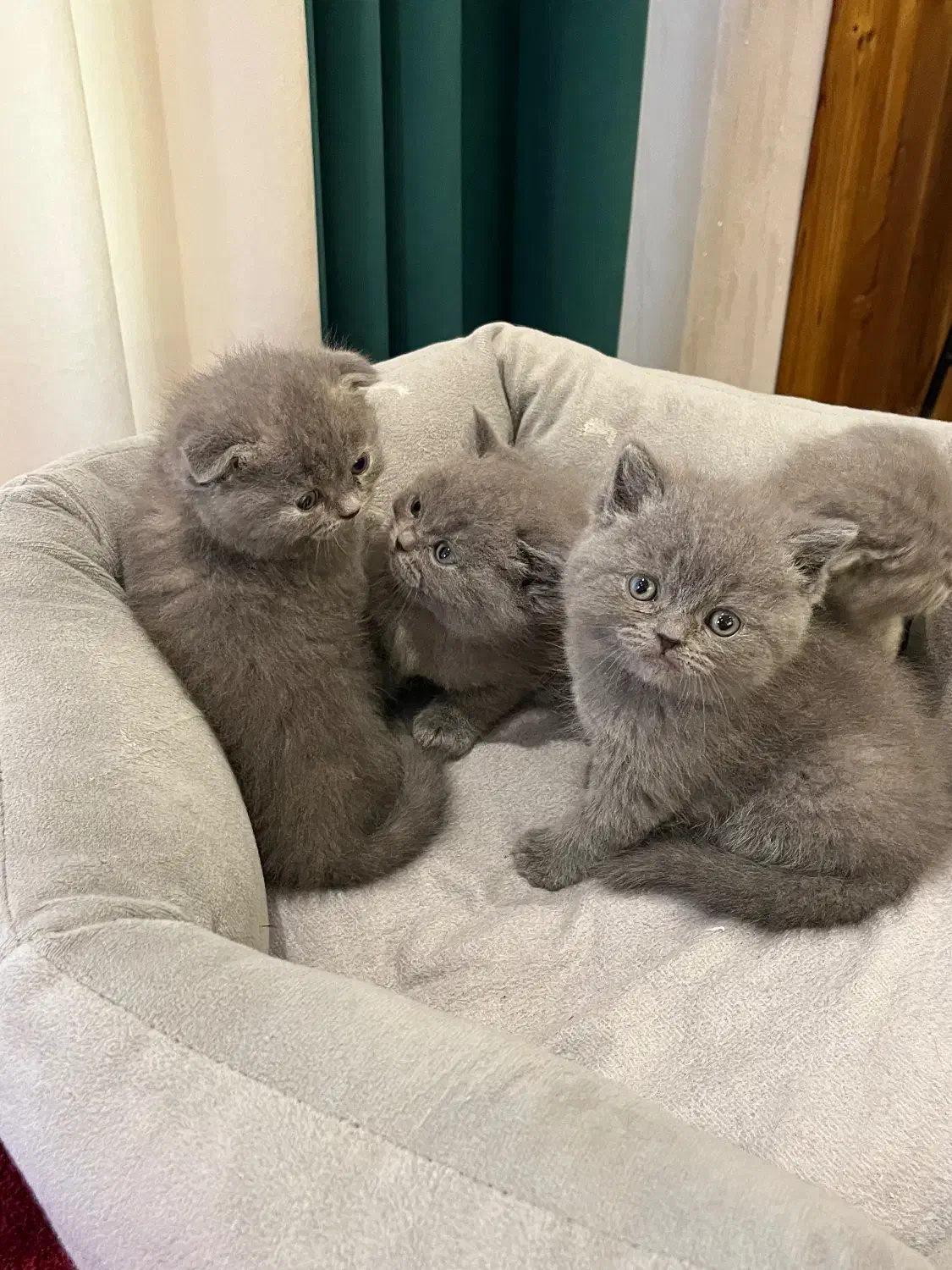 بچه گربه های بلو اصیل|گربه|تنکابن, |دیوار