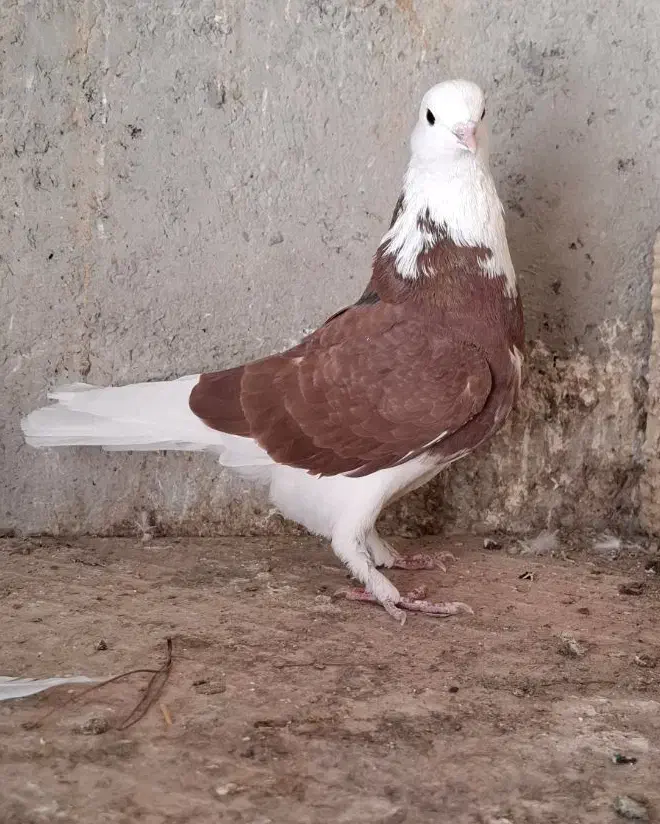 کبوتر پرشی|پرنده|شهریار, فرارت|دیوار