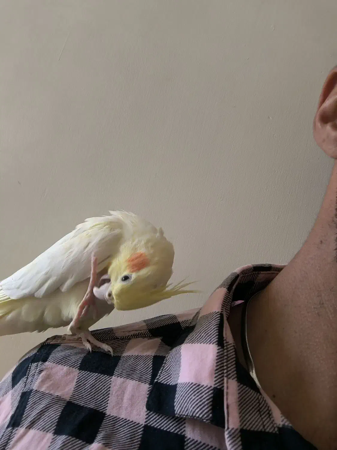 یک جفت عروس هلندی مولدوسالم|پرنده|نورآباد, |دیوار