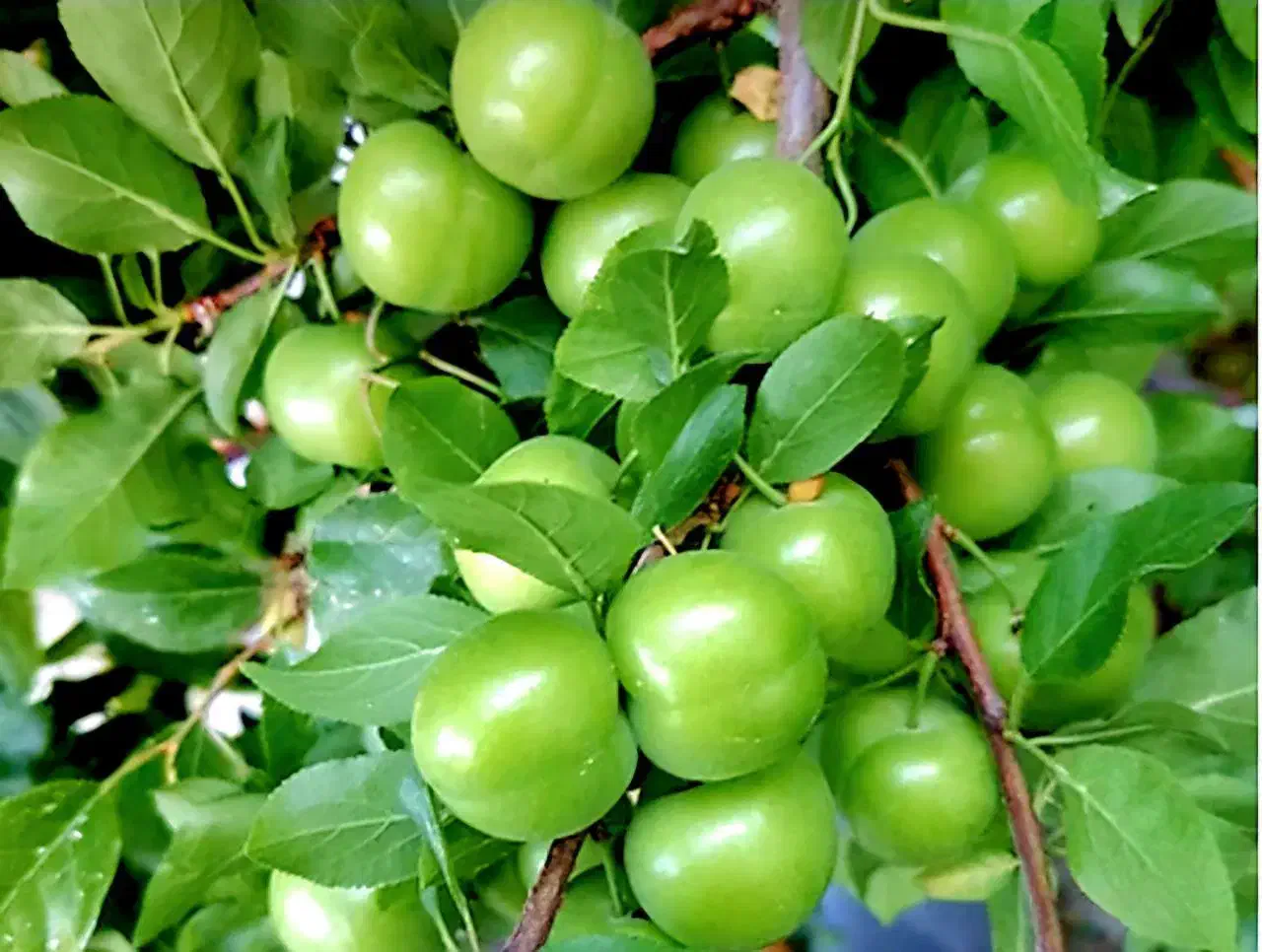 نهالستان ارقام متنوع نهال های پیوندی واصلاح شده|خدمات باغبانی و درختکاری|املش, |دیوار