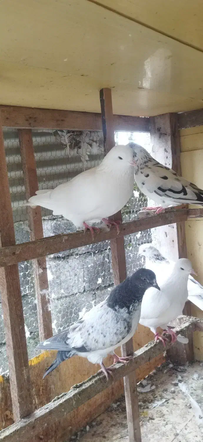 کبوتر پرشی|پرنده|رشت, لاکان|دیوار