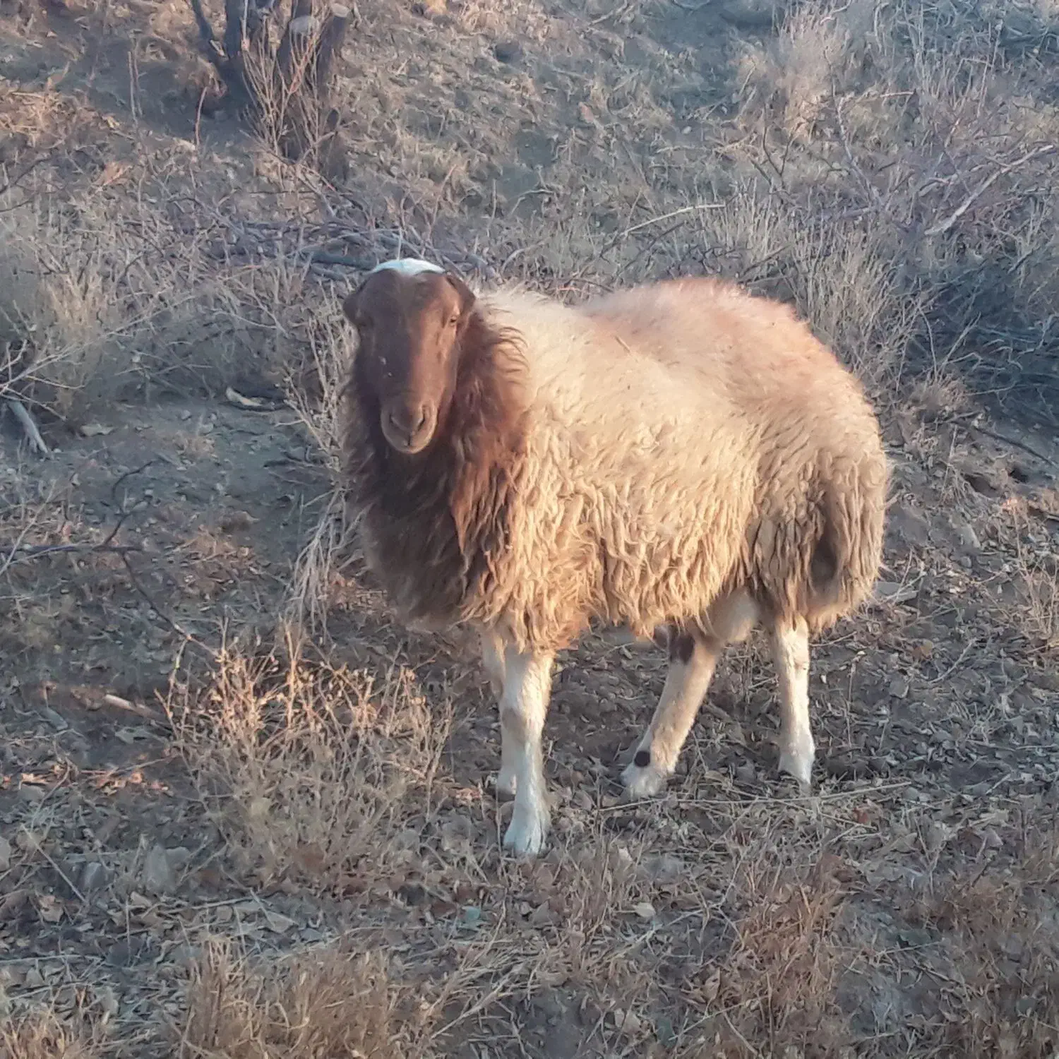 بره قوچی فروشی به ضمانت کله|حیوانات مزرعه|کوهسرخ, |دیوار