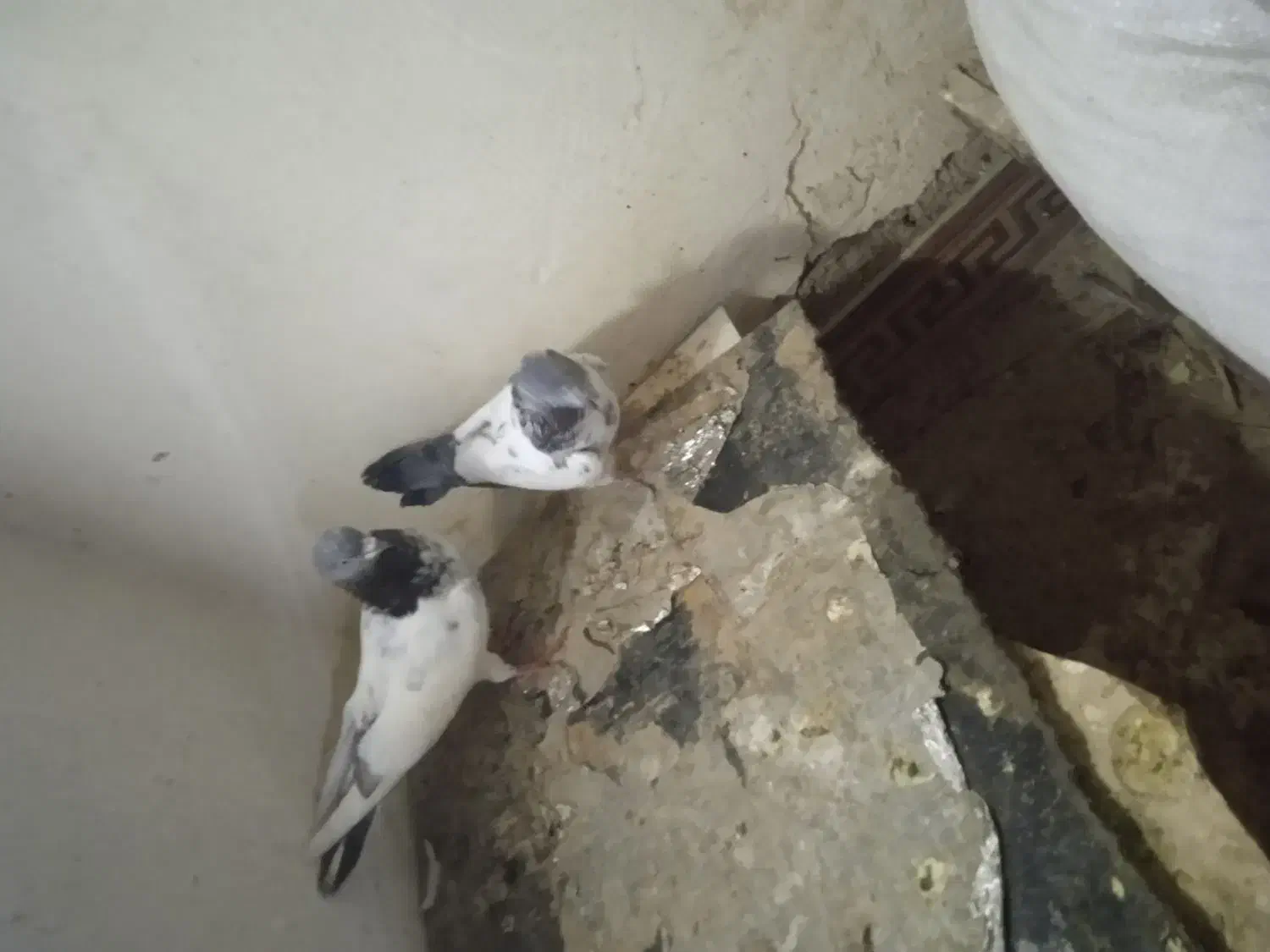 شادگان|پرنده|شادگان, |دیوار