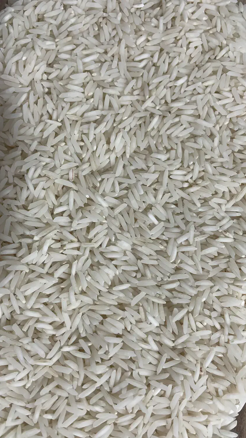 برنج شیرودی|خوردنی و آشامیدنی|بندر گز, |دیوار