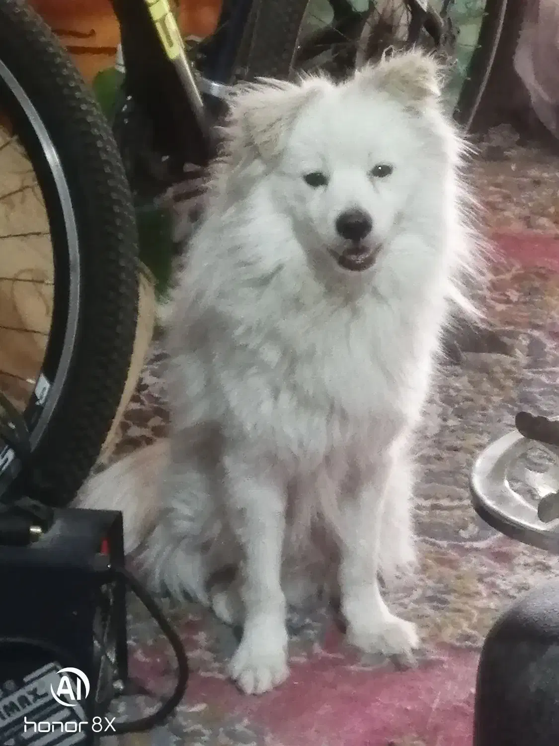 جفت سگنروماده خوشگل ودوست داشتنی|سگ|بهبهان, |دیوار