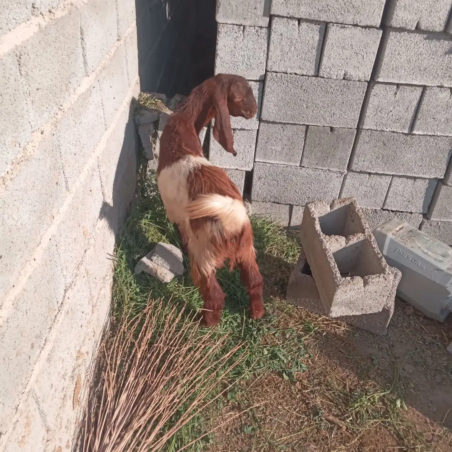 کهره نر|حیوانات مزرعه|جبالبارز, |دیوار