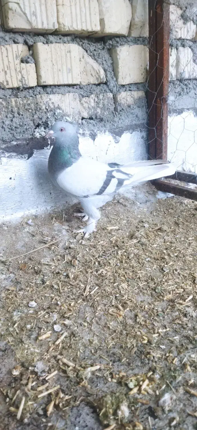 کفتر|حراج|فسا, |دیوار