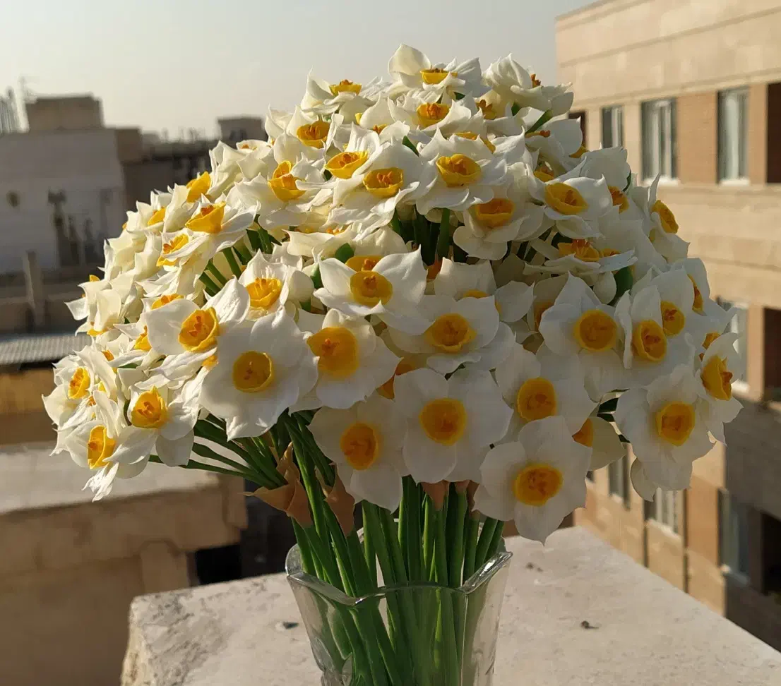 گل نرگس دکوری|گل مصنوعی|رشت, نظری|دیوار